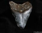Nearly Inch Megalodon Tooth #136-1